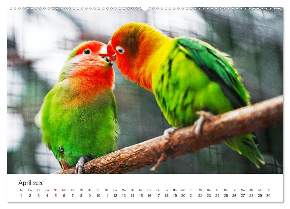 Vogelwelt - Die Könige der Lüfte. (CALVENDO Wandkalender 2026)