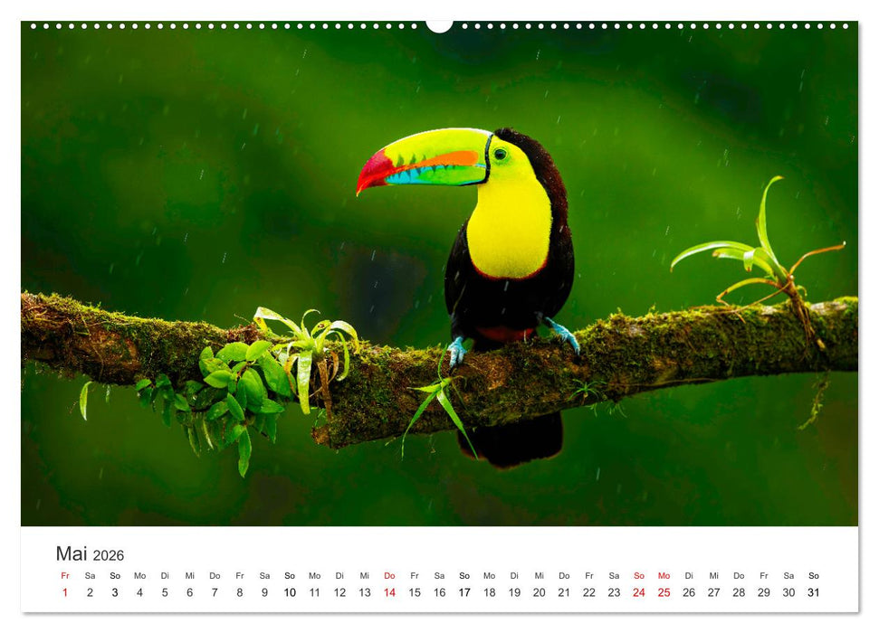 Vogelwelt - Die Könige der Lüfte. (CALVENDO Wandkalender 2026)