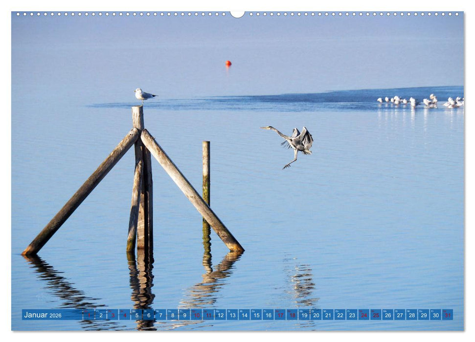 Steinhuder Meer, Vogel-Momente (CALVENDO Wandkalender 2026)