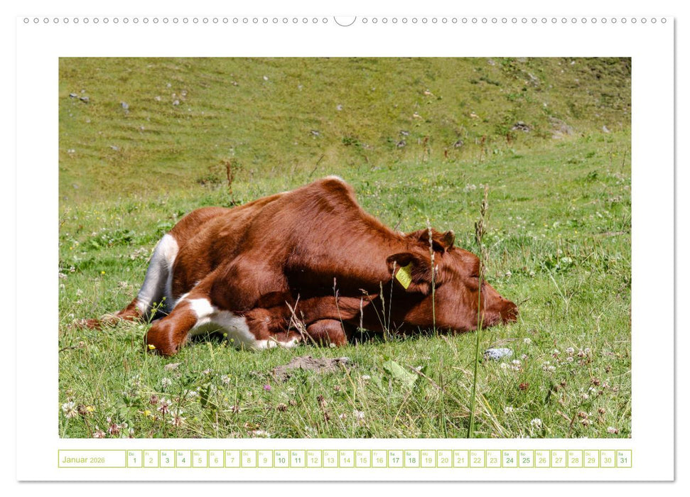 Schönes Ahrntal (CALVENDO Wandkalender 2026)