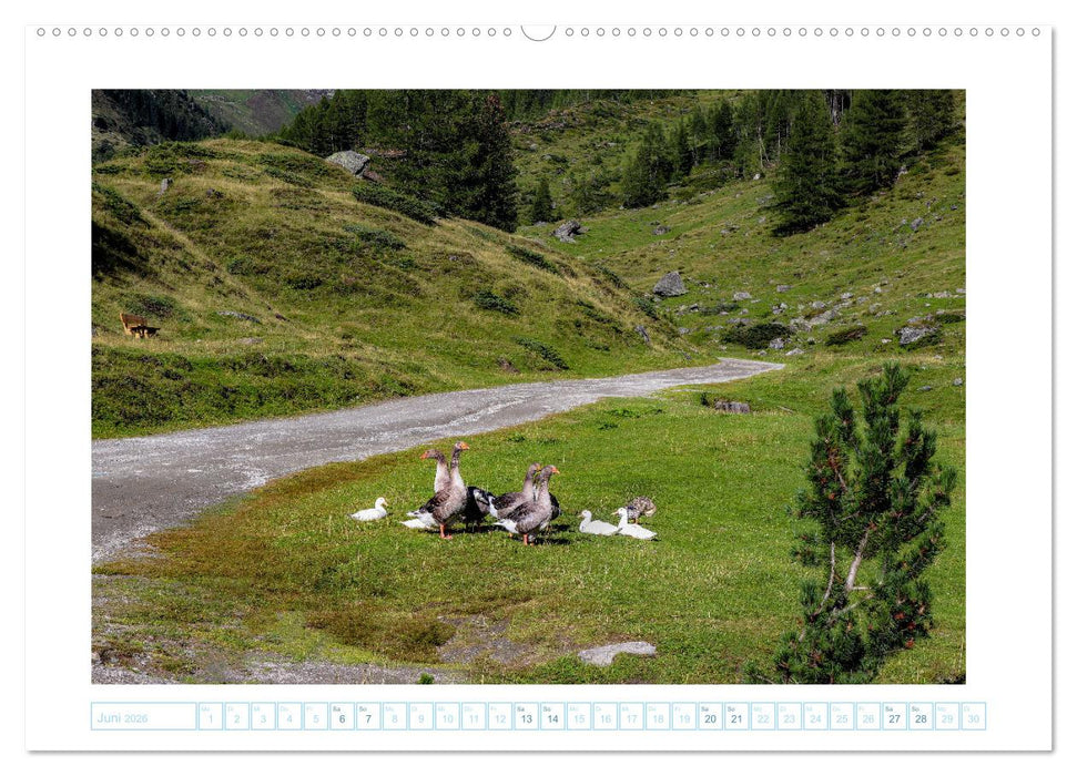 Schönes Ahrntal (CALVENDO Wandkalender 2026)