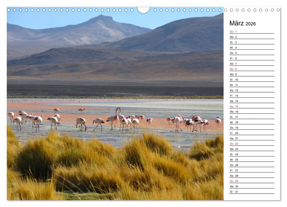 Mein Flamingo Planer (CALVENDO Wandkalender 2026)