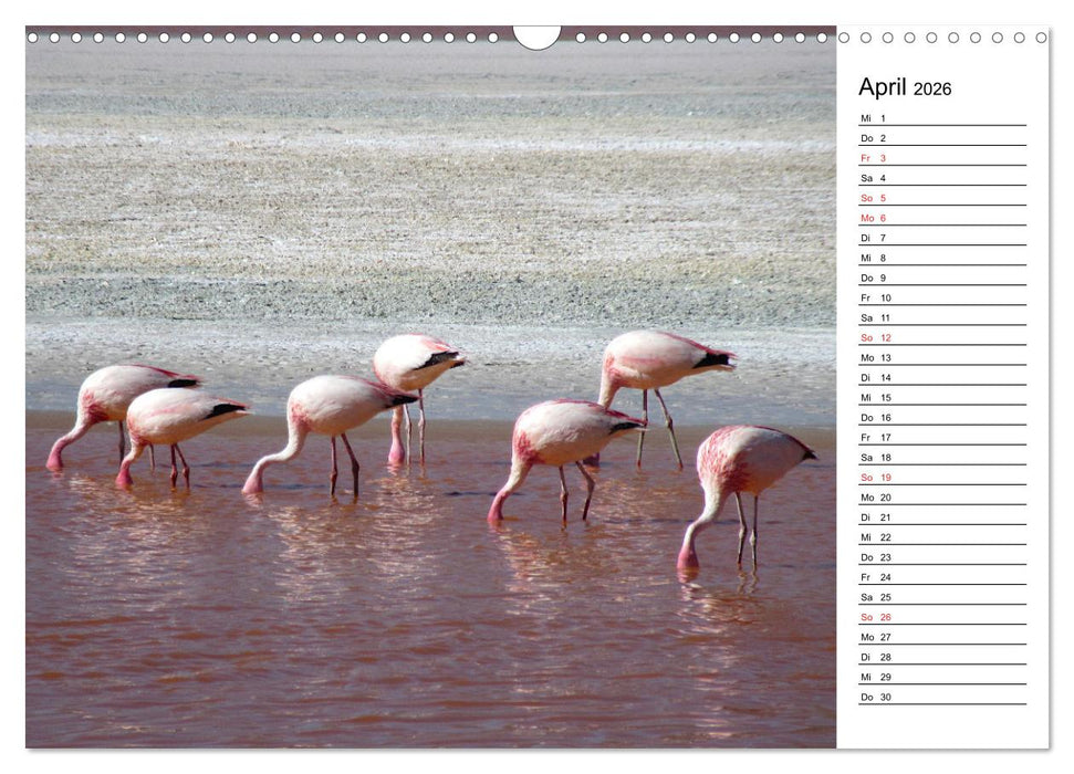 Mein Flamingo Planer (CALVENDO Wandkalender 2026)