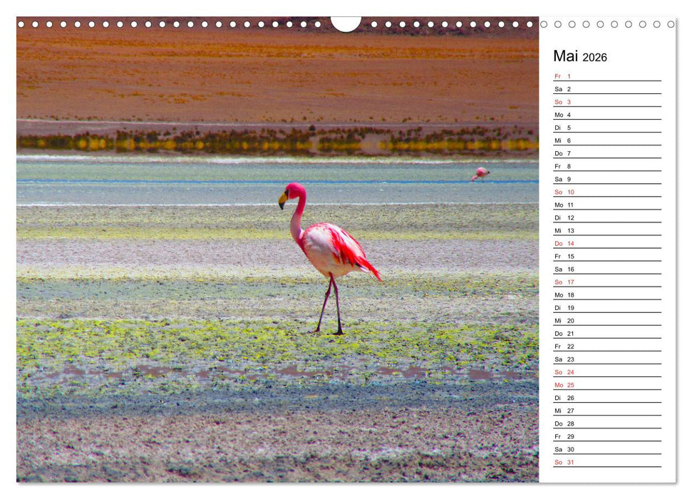 Mein Flamingo Planer (CALVENDO Wandkalender 2026)