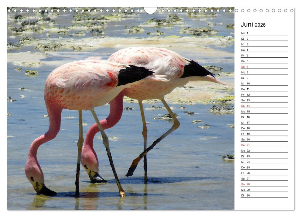 Mein Flamingo Planer (CALVENDO Wandkalender 2026)
