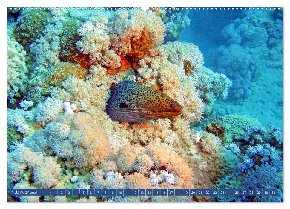 Muränen - Kurzsichtige Jäger im Korallenriff (CALVENDO Wandkalender 2026)