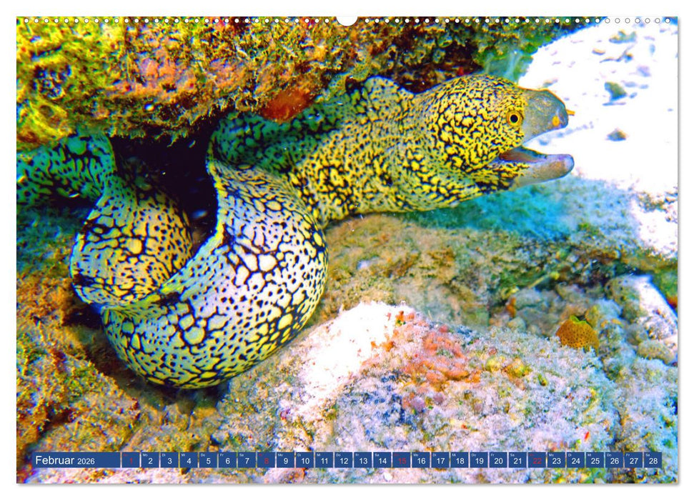 Muränen - Kurzsichtige Jäger im Korallenriff (CALVENDO Wandkalender 2026)