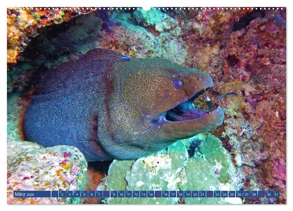 Muränen - Kurzsichtige Jäger im Korallenriff (CALVENDO Wandkalender 2026)