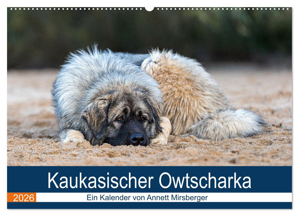 Kaukasischer Owtscharka (CALVENDO Wandkalender 2026)