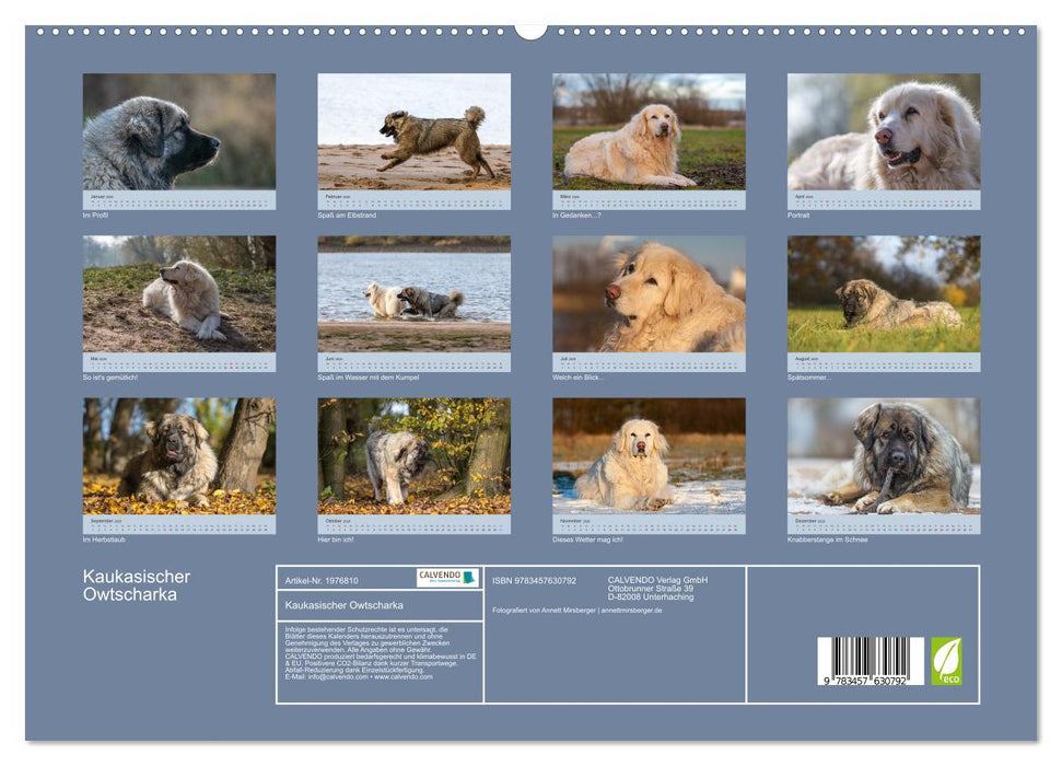 Kaukasischer Owtscharka (CALVENDO Wandkalender 2026)