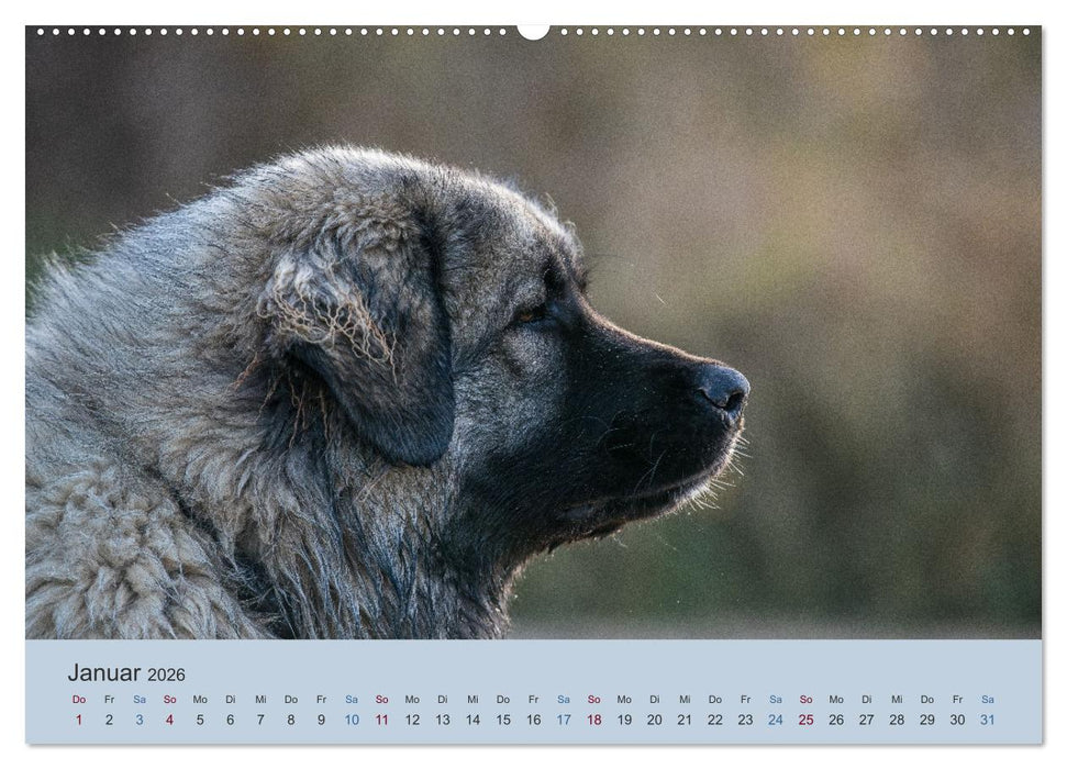 Kaukasischer Owtscharka (CALVENDO Wandkalender 2026)