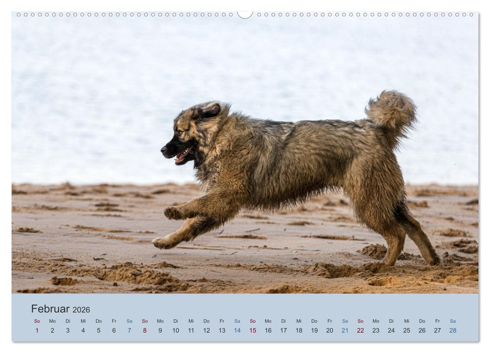 Kaukasischer Owtscharka (CALVENDO Wandkalender 2026)