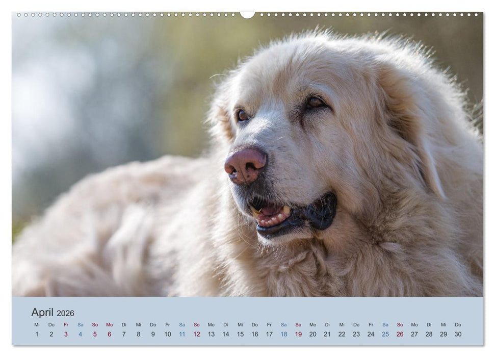 Kaukasischer Owtscharka (CALVENDO Wandkalender 2026)
