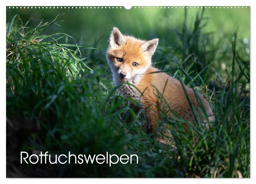 Rotfuchswelpen (CALVENDO Wandkalender 2026)