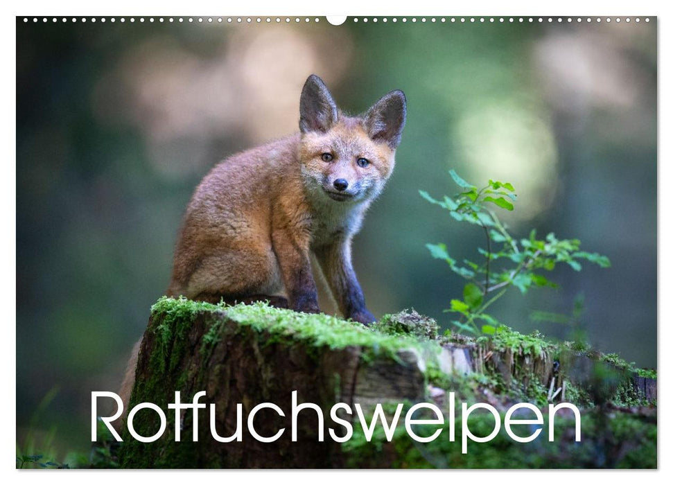 Rotfuchswelpen (CALVENDO Wandkalender 2026)