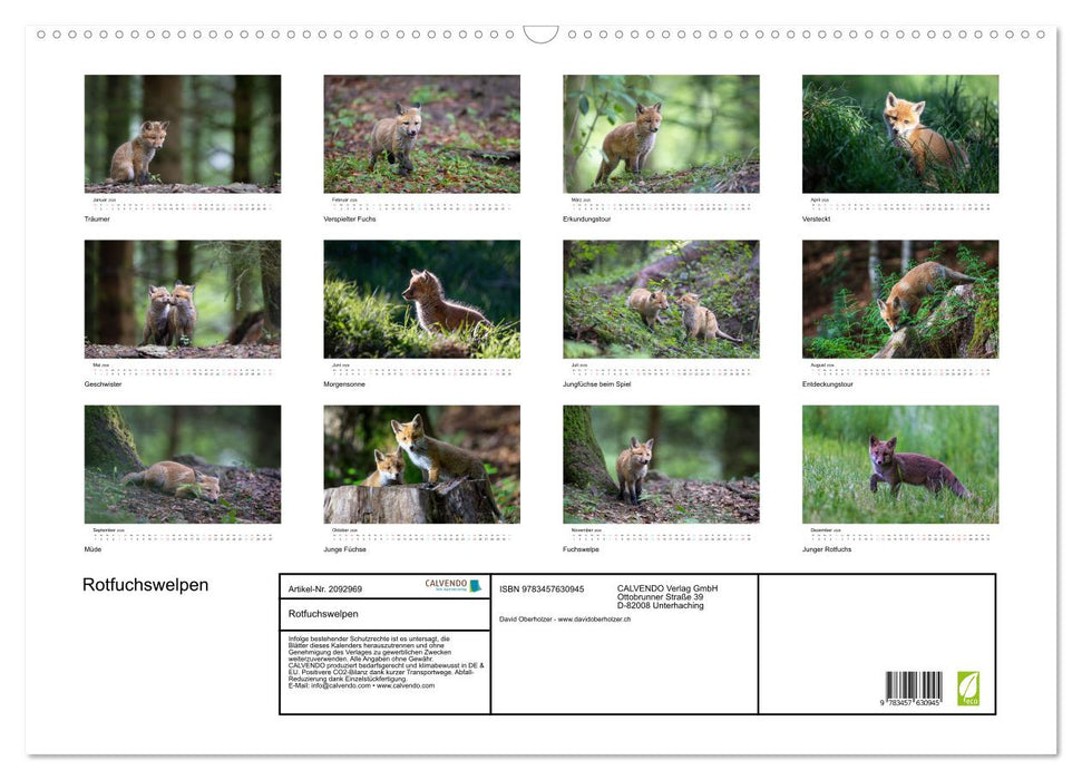Rotfuchswelpen (CALVENDO Wandkalender 2026)