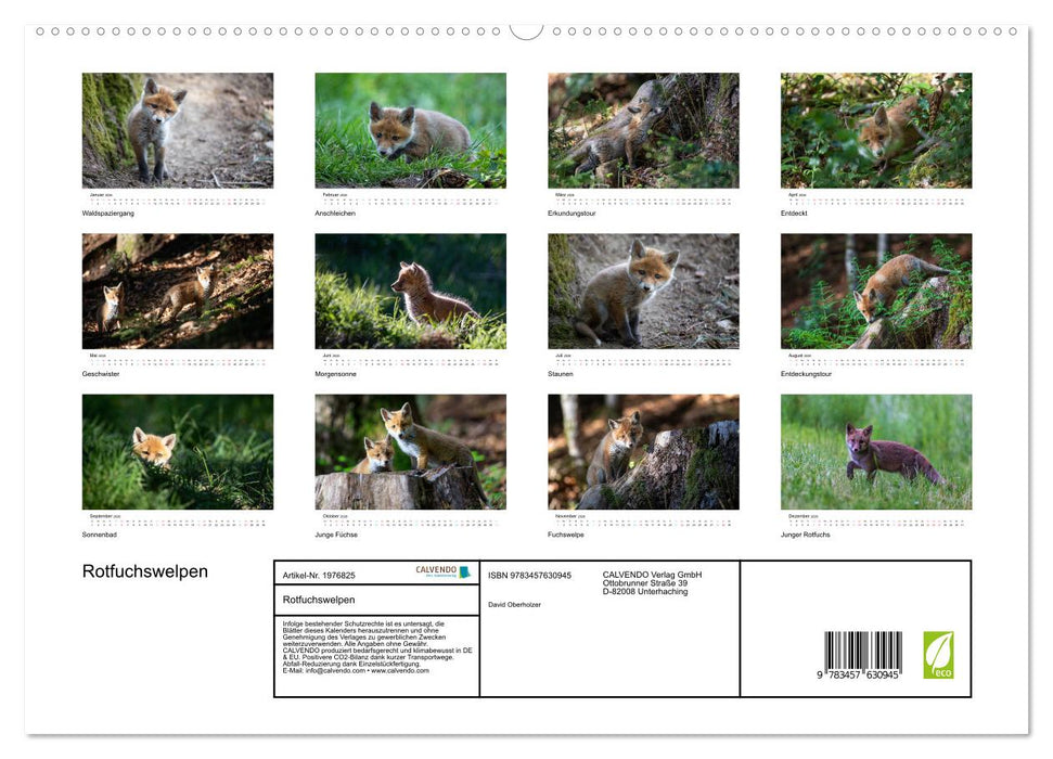 Rotfuchswelpen (CALVENDO Wandkalender 2026)
