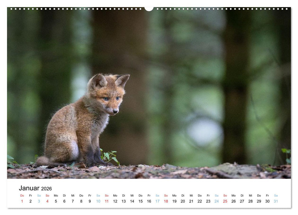 Rotfuchswelpen (CALVENDO Wandkalender 2026)