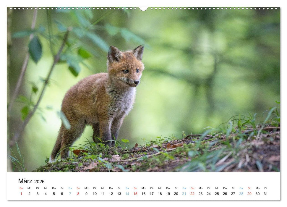 Rotfuchswelpen (CALVENDO Wandkalender 2026)