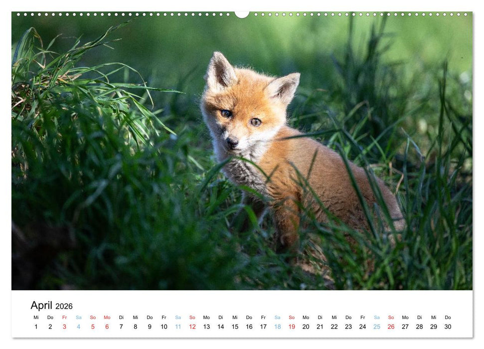 Rotfuchswelpen (CALVENDO Wandkalender 2026)