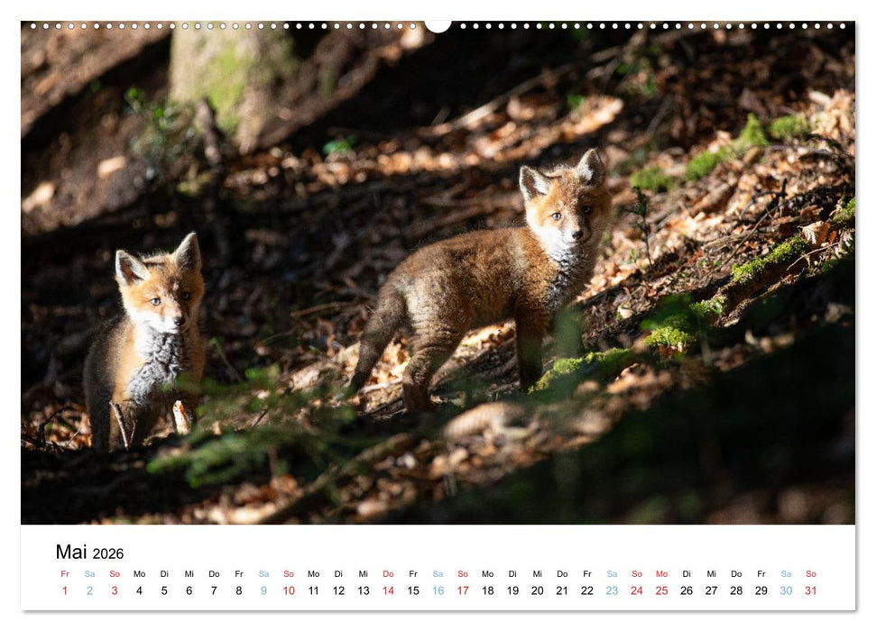 Rotfuchswelpen (CALVENDO Wandkalender 2026)