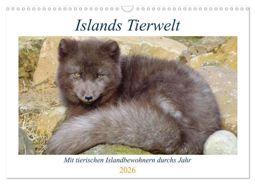 Islands Tierwelt - Mit tierischen Inselbewohnern durchs Jahr (CALVENDO Wandkalender 2026)