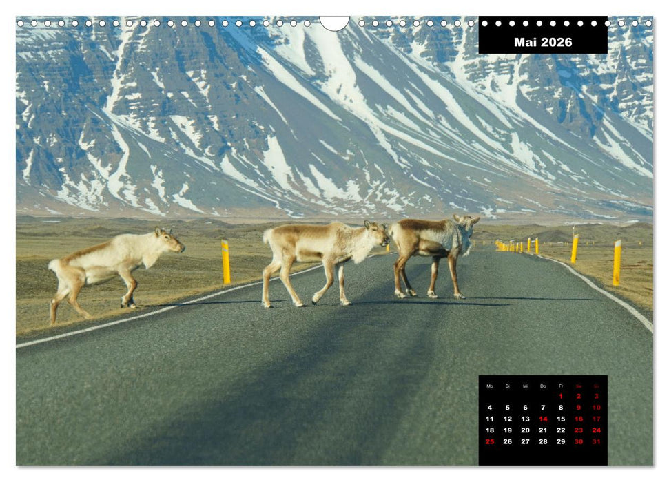 Islands Tierwelt - Mit tierischen Inselbewohnern durchs Jahr (CALVENDO Wandkalender 2026)