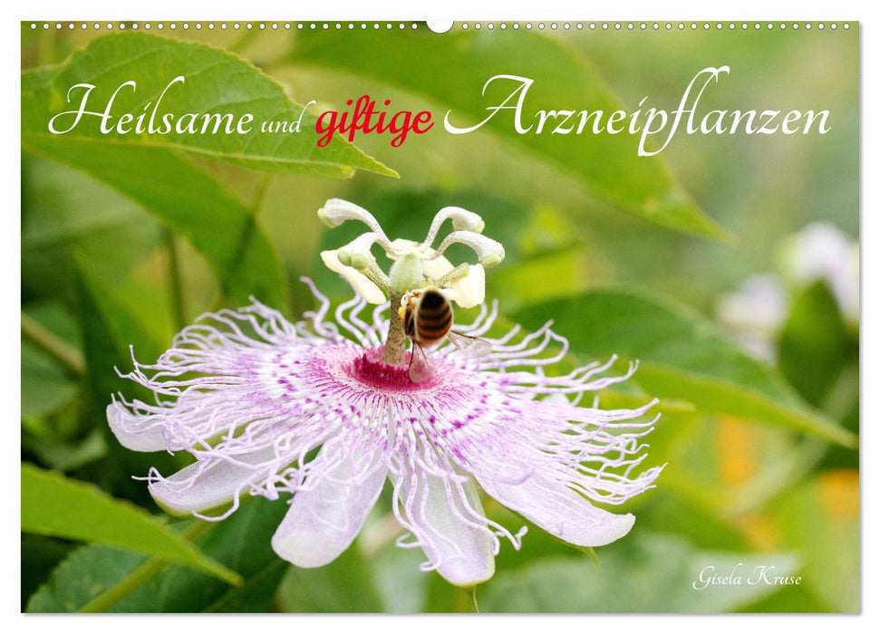 Heilsame und giftige Arzneipflanzen (CALVENDO Wandkalender 2026)