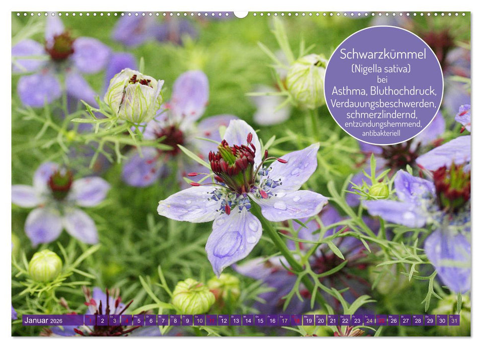 Heilsame und giftige Arzneipflanzen (CALVENDO Wandkalender 2026)