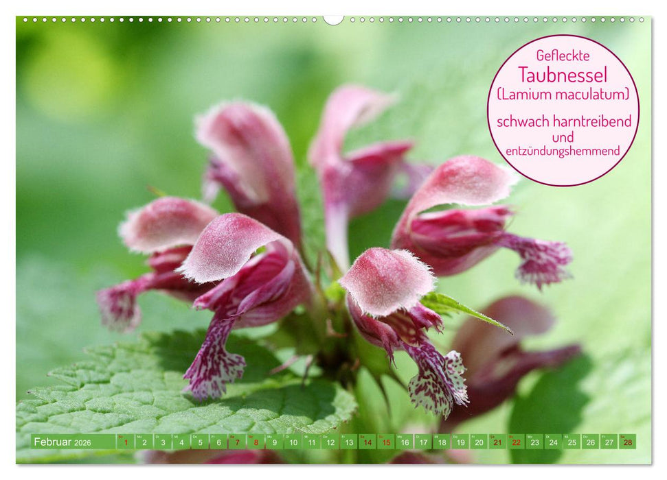 Heilsame und giftige Arzneipflanzen (CALVENDO Wandkalender 2026)