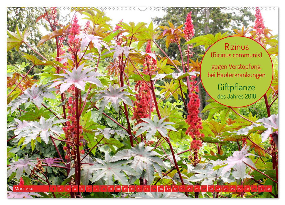 Heilsame und giftige Arzneipflanzen (CALVENDO Wandkalender 2026)