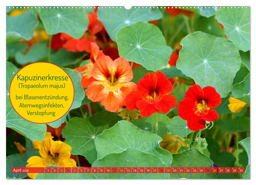 Heilsame und giftige Arzneipflanzen (CALVENDO Wandkalender 2026)
