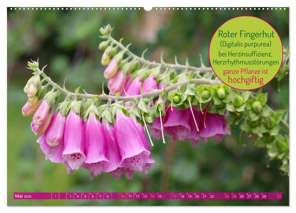Heilsame und giftige Arzneipflanzen (CALVENDO Wandkalender 2026)