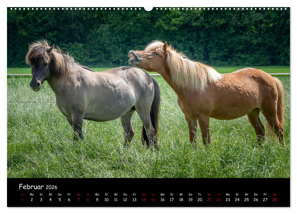 Charakterstarke Islandpferde (CALVENDO Wandkalender 2026)