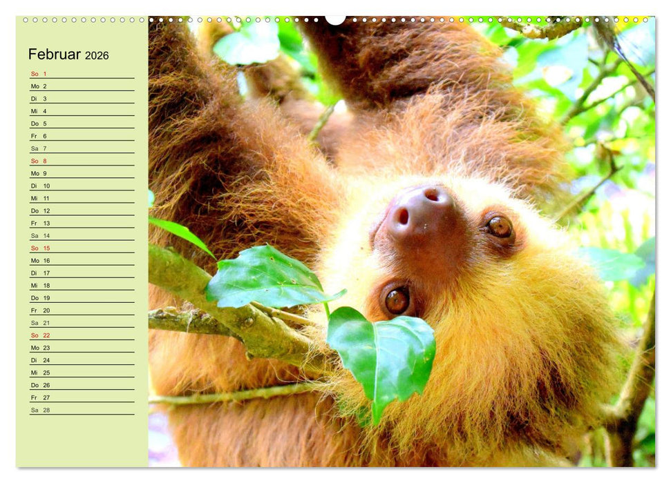 Der Faultier-Planer für mehr Ruhe und Gemütlichkeit! (CALVENDO Premium Wandkalender 2026)
