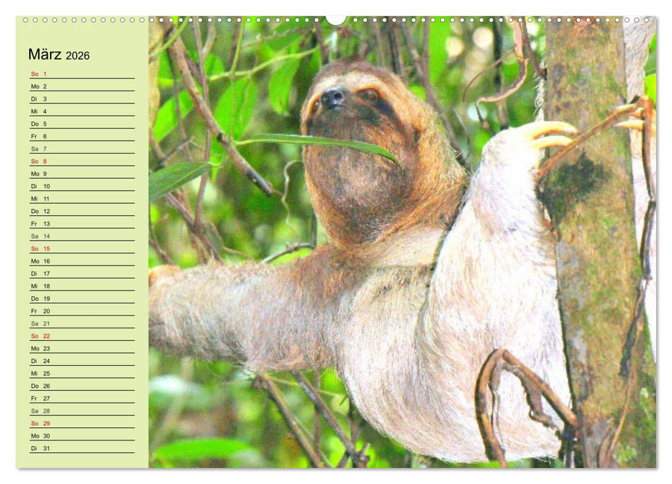 Der Faultier-Planer für mehr Ruhe und Gemütlichkeit! (CALVENDO Premium Wandkalender 2026)