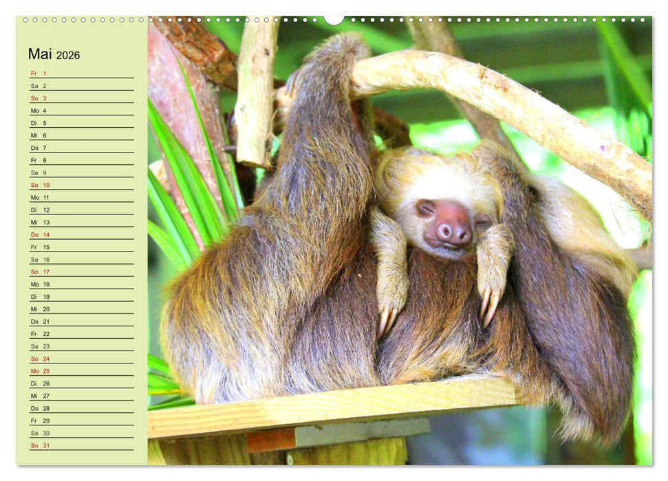 Der Faultier-Planer für mehr Ruhe und Gemütlichkeit! (CALVENDO Premium Wandkalender 2026)