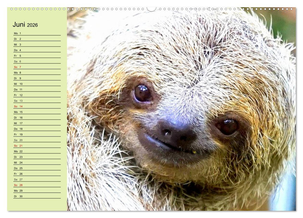 Der Faultier-Planer für mehr Ruhe und Gemütlichkeit! (CALVENDO Premium Wandkalender 2026)