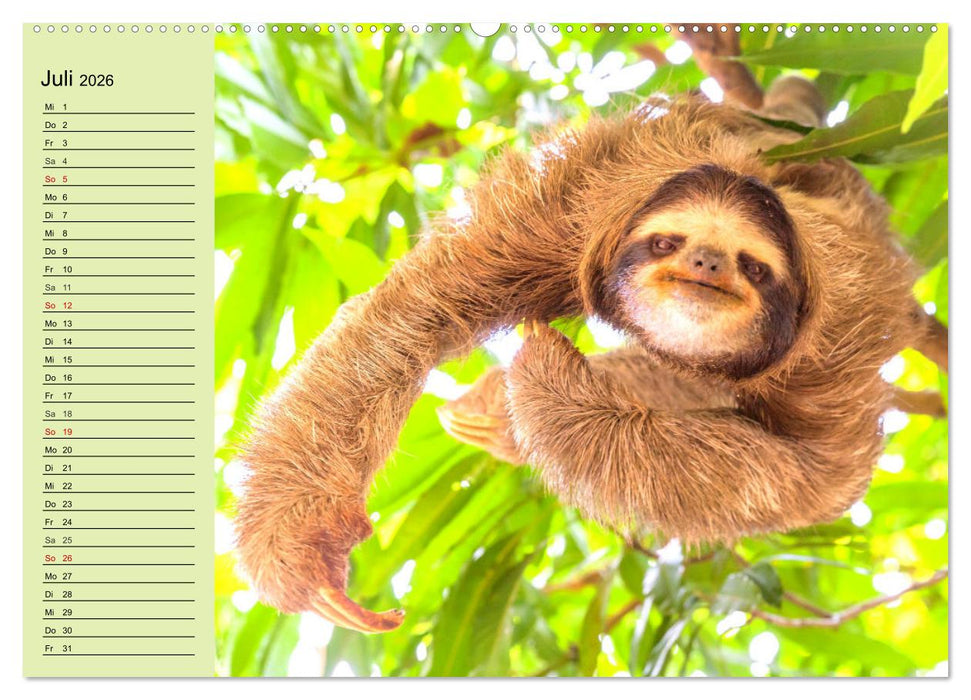Der Faultier-Planer für mehr Ruhe und Gemütlichkeit! (CALVENDO Premium Wandkalender 2026)