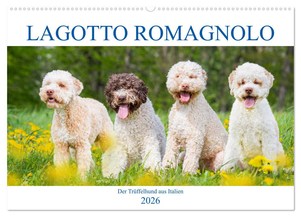 Lagotto Romagnolo - Der Trüffelhund aus Italien (CALVENDO Wandkalender 2026)