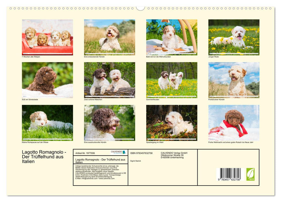 Lagotto Romagnolo - Der Trüffelhund aus Italien (CALVENDO Wandkalender 2026)