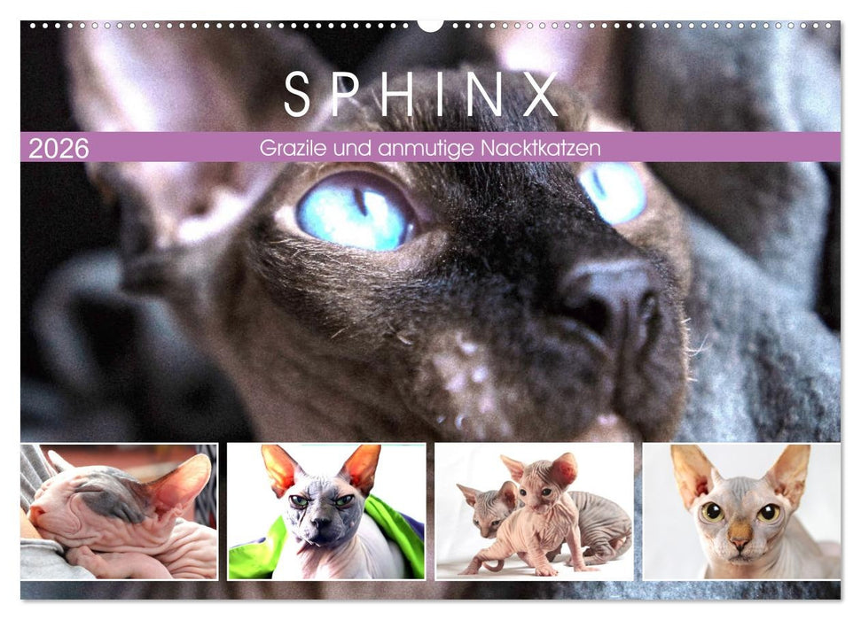 Sphinx. Grazile und anmutige Nacktkatzen (CALVENDO Wandkalender 2026)
