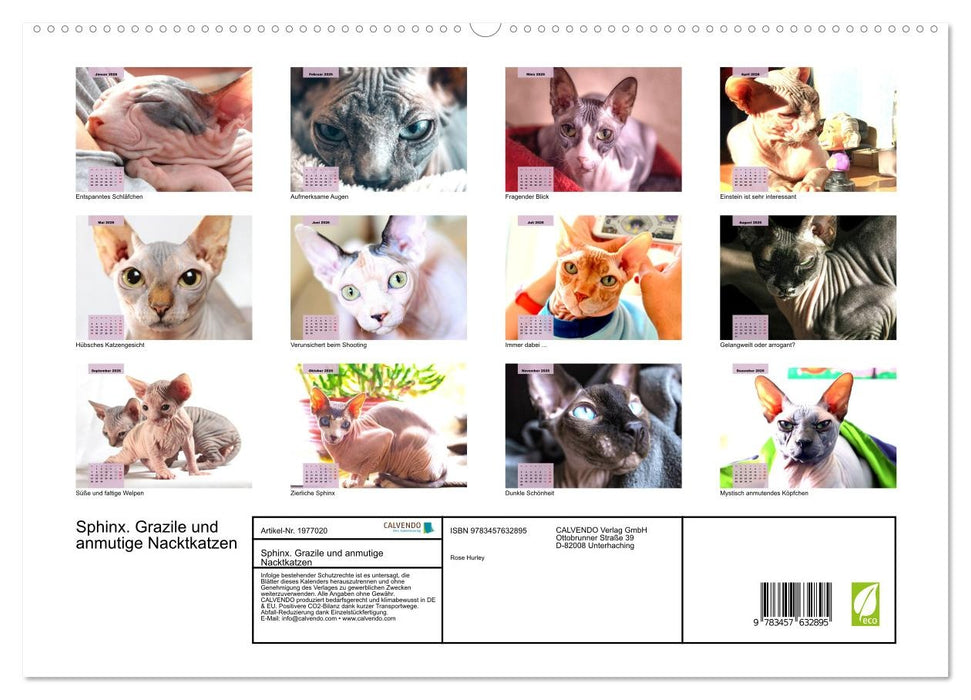 Sphinx. Grazile und anmutige Nacktkatzen (CALVENDO Wandkalender 2026)