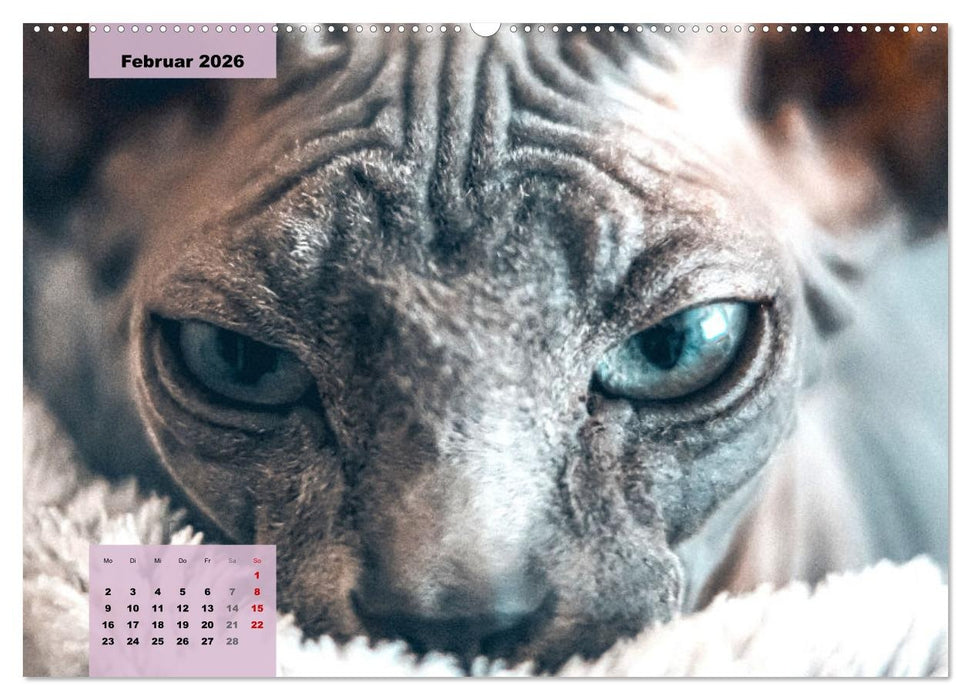 Sphinx. Grazile und anmutige Nacktkatzen (CALVENDO Wandkalender 2026)