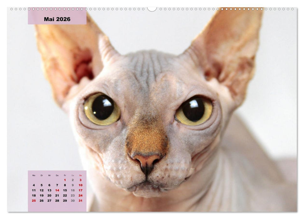 Sphinx. Grazile und anmutige Nacktkatzen (CALVENDO Wandkalender 2026)