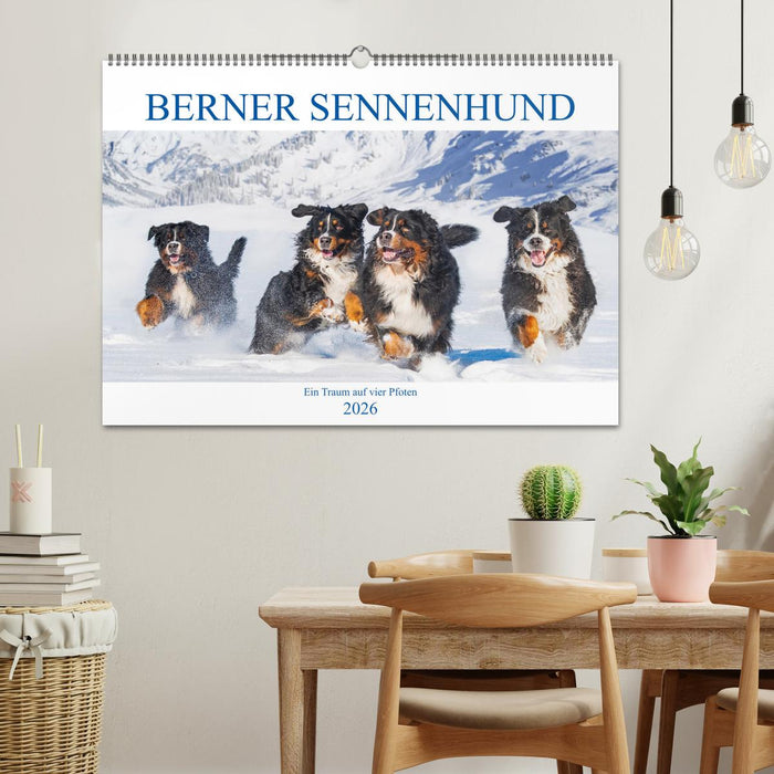 Berner Sennenhund - Ein Traum auf vier Pfoten (CALVENDO Wandkalender 2026)