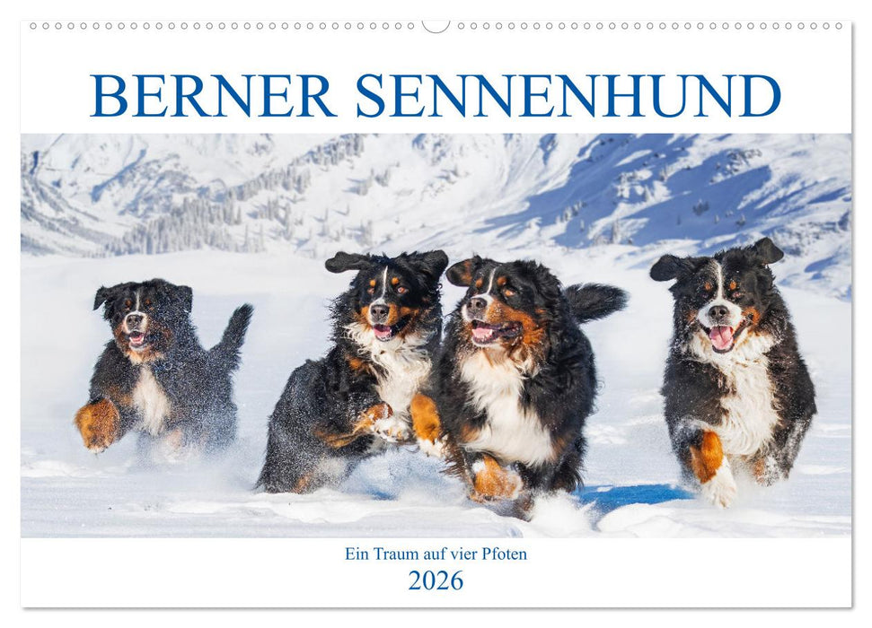 Berner Sennenhund - Ein Traum auf vier Pfoten (CALVENDO Wandkalender 2026)