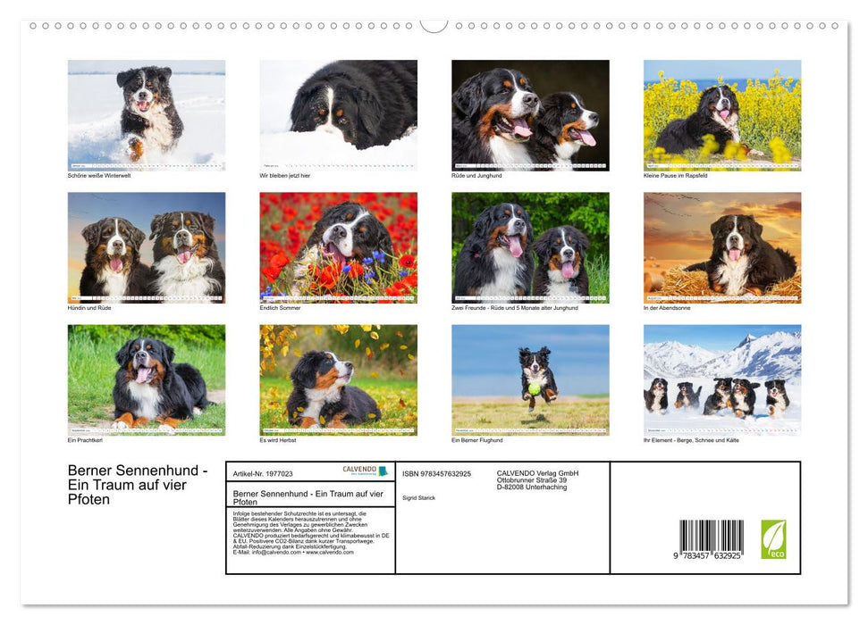 Berner Sennenhund - Ein Traum auf vier Pfoten (CALVENDO Wandkalender 2026)