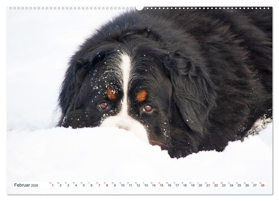 Berner Sennenhund - Ein Traum auf vier Pfoten (CALVENDO Wandkalender 2026)