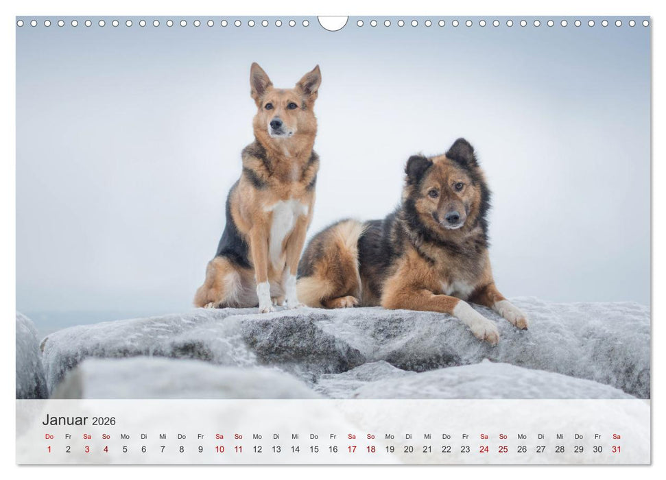 Nordische Schnauzen (CALVENDO Wandkalender 2026)
